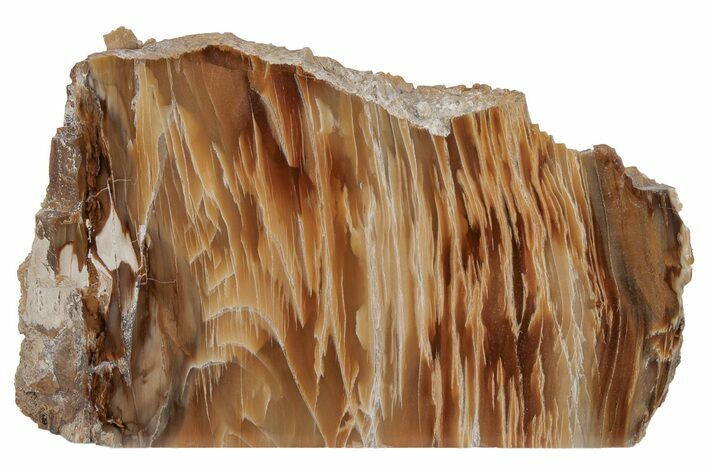 Colorful, Polished Petrified Wood Stand-up - Washington #210830